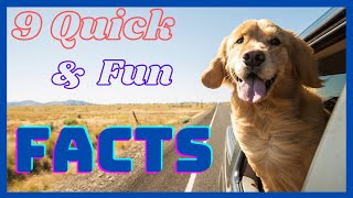 9 Quick and Fun Facts about Golden Retriever.  Do You Know Them All? by DogCareLife 77 views 3 months ago 2 minutes, 45 seconds