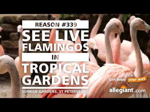 Reason #339: See Live Flamingos | @Allegiant Air