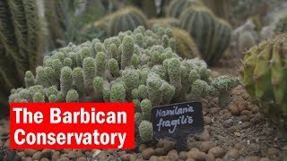 The Barbican Conservatory | City Secrets | Time Out London