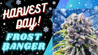 HARVEST DAY FROSTBANGER FAST BUDS
