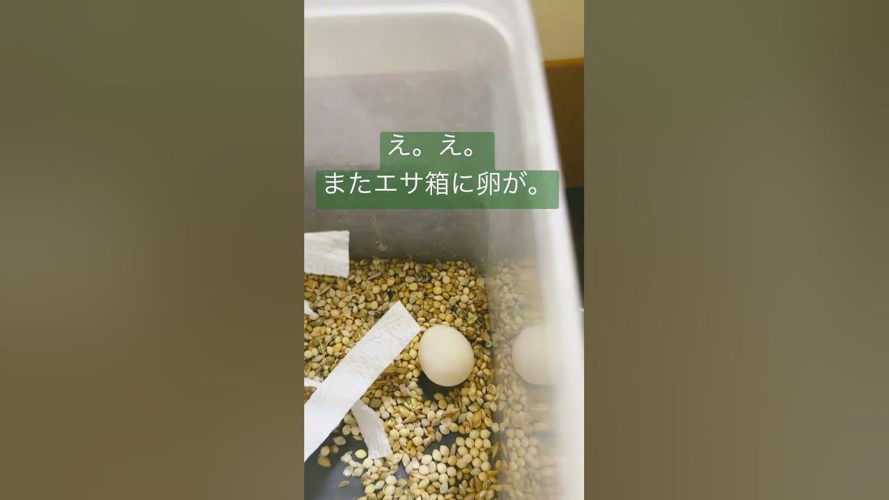 2月に卵を産んだばかりの文鳥がまた卵を産んでいました。文鳥 卵 YouTube 2月に卵を産んだばかりの文鳥がまた卵を産んでいました。文鳥 卵 YouTube