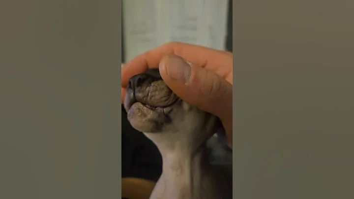 Video 11451441: sphynx cat sphinx, funny pets sphinx cat, sphynx cat cute pets