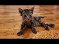 Tiny Paralyzed Kitten Who Never Stop Practice To Walk Again With Amazing Transformation