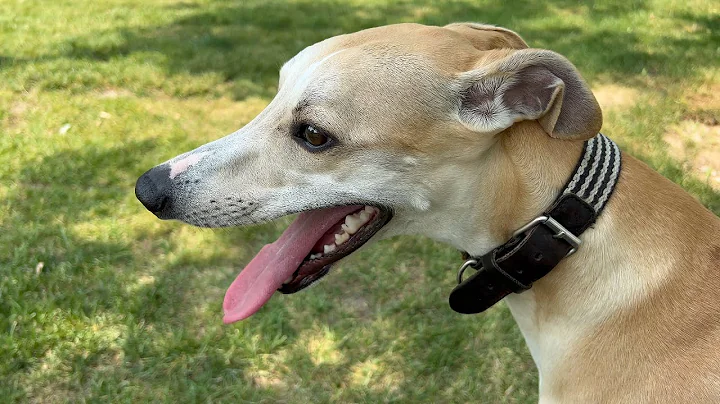 Hot hot afternoon in the dog park, with my whippet