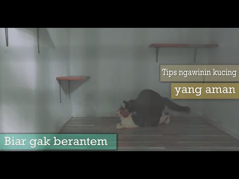 Video: Kucing Yang Diselamatkan Dengan Bulu Yang Tidak Bermaya Mendapat Penampilan Baru Dan Kediaman Baru