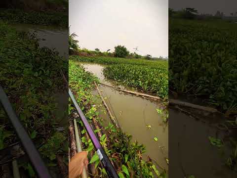 Đây rồi!.. Con cá Mè lộn 🤣🤣 #caođàitổng #fishing #caucathugian