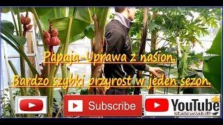 👍🎬Cz.5-#314-Papaja  Uprawa z nasion, bardzo szybki przyrost w jeden sezon. stalewiak.