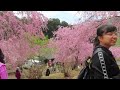 高見の郷(Takami no Sato)4/11/2026