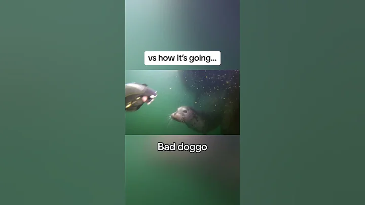 Scuba diver attacked by harbor seal #diver #scuba #seal #diver #sealion #ocean #fishing #animals