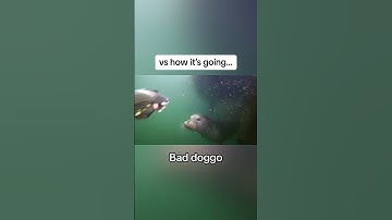 Scuba diver attacked by harbor seal #diver #scuba #seal #diver #sealion #ocean #fishing #animals