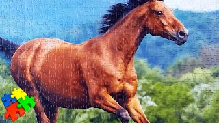 Как собрать пазл из 1000 элементов. Лошадь Castorland Puzzle на 1000 деталей. Как собрать пазл из 1000 элементов. Лошадь Castorland Puzzle на 1000 деталей.