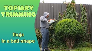 From Wild To Perfect Form. Topiary Trimming Thuja.