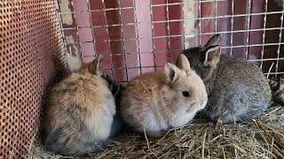 Mama Soot's Bunny Rabbit Babies