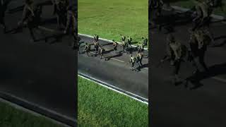 50 Anos Do Sentinela Do Xingu - 51º Batalhão De Infantaria De Selva