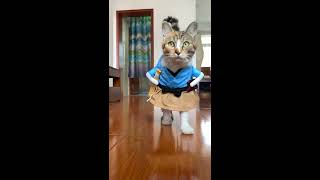 Super cat model Fifi-  Catwalk