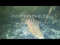 Oosterschelde augustus 2021 sepias