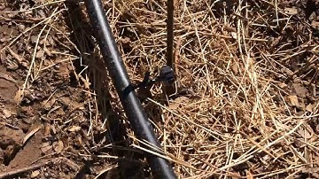 Installing Irrigation in My Young Food Forest