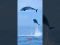 🐬 Dolphins Take Flight! Incredible Synchronized Leap Over the Ocean #short #sea #dolphin