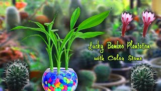 Amazing Lucky Bamboo Plantation Idea with Color Stone | Lucky Bamboo Decoration Idea | Simple Crafts