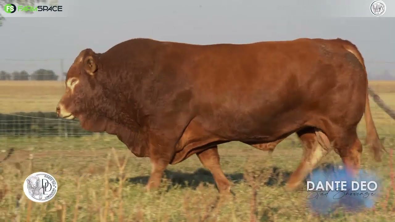 Dante Deo Limousins Proudly presents Lot 28 | VG 17 60 on 15 June 2024.