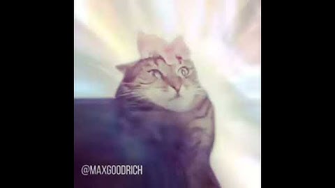 The prophecy is true (cat)