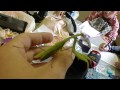 Handling Praying Mantis