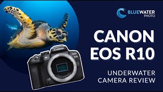 Canon R10 Underwater Review - Bluewater Photo