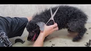 How to groom a Bichon/Poodle dog breed, full groom transformation, senior dog, dog grooming Senior Bichon Poodle Bath Haircut