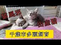 出産された子猫が20匹⁉️【千歳市猫の多頭飼育案件】風邪引きや出産猫が20匹近くいました