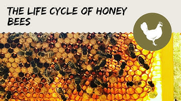 The Life Cycle of Honey Bees