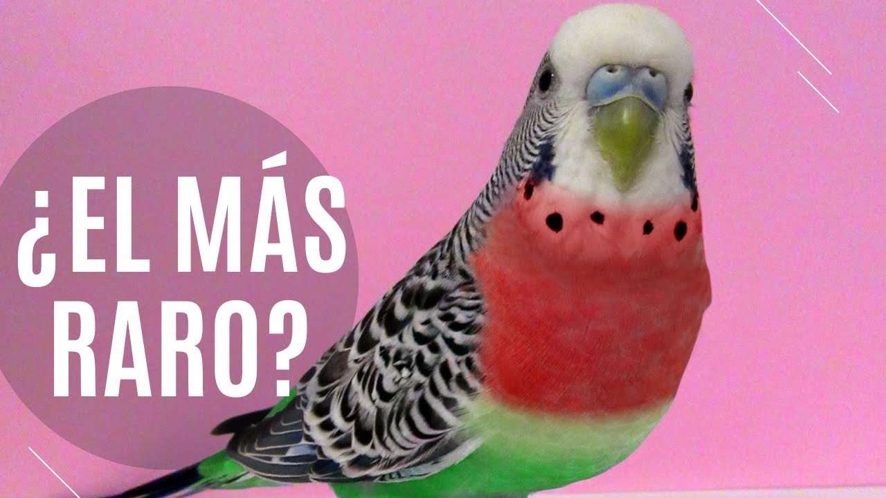 ¿El periquito más raro del mundo? PERIQUITOS RAROS POR EL MUNDO ...