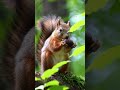 28 #loveanimalworld #squirrel #animallife #eating #world #animals