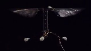 Robotic NAV 'Nano RoboBee' First Flight