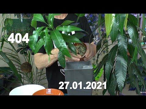 Video: Pflege von Mangobäumen – Wie züchtet man einen Mangobaum?
