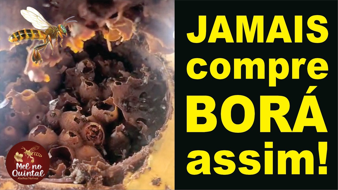 Abelha Borá, a MELHOR CAIXA!