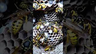 sweatbee lasioglossummalachurum beepov microcamera  sweatbeenest beelarva