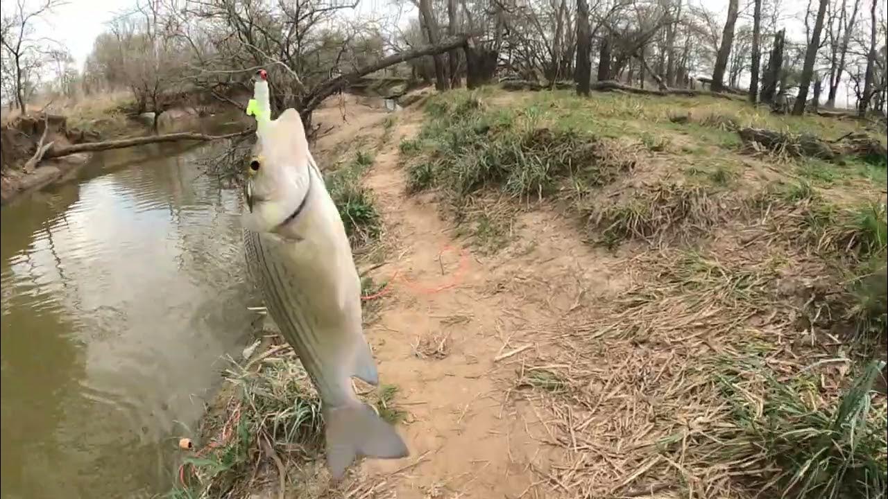 White Bass Run 2022 at Yague Creek, Newmans Bottom , Somerville , TX