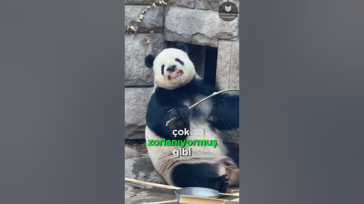Bambu Kıramayan Panda! 🐼🌿😣