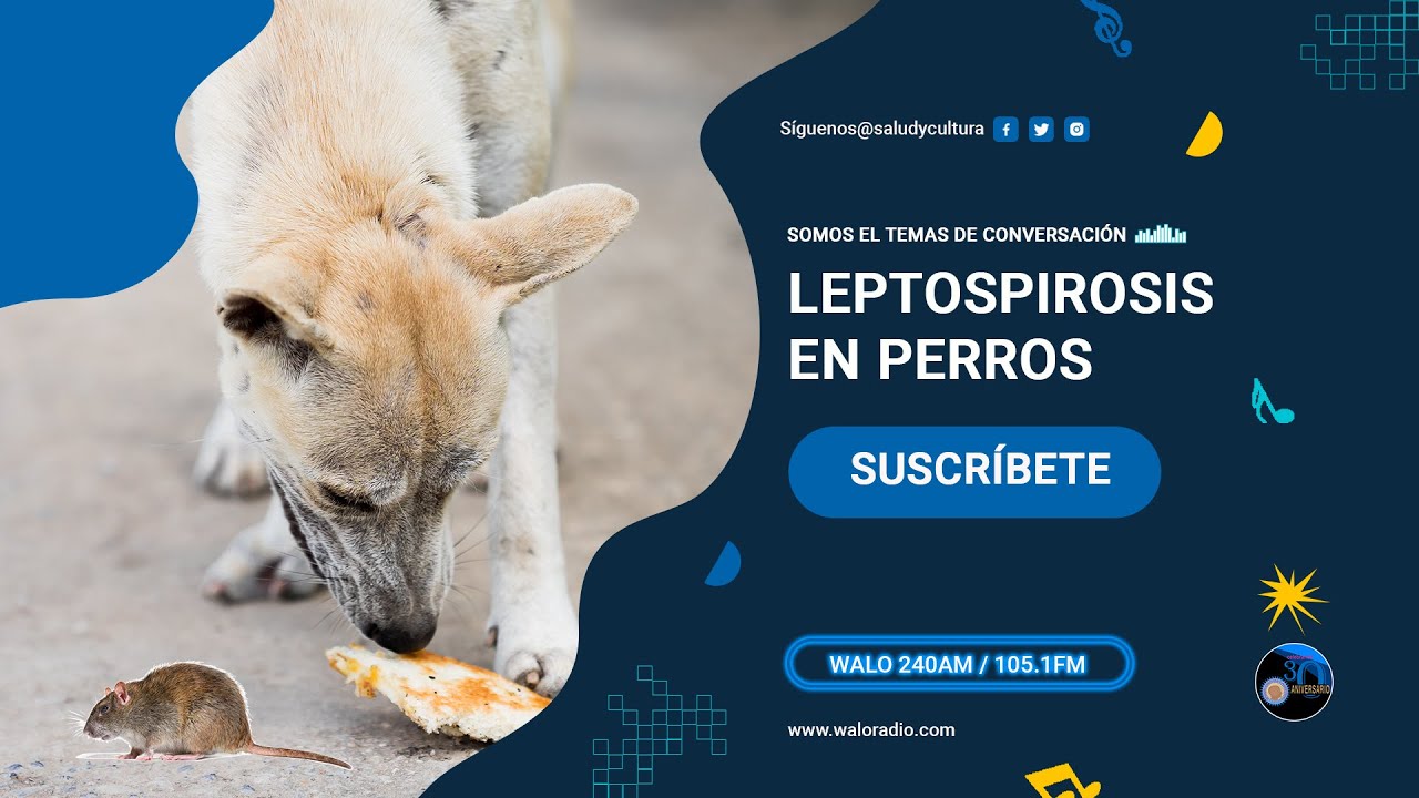 Leptospirosis en perros - YouTube