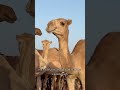 The Richest Man In History Nobody Talks About