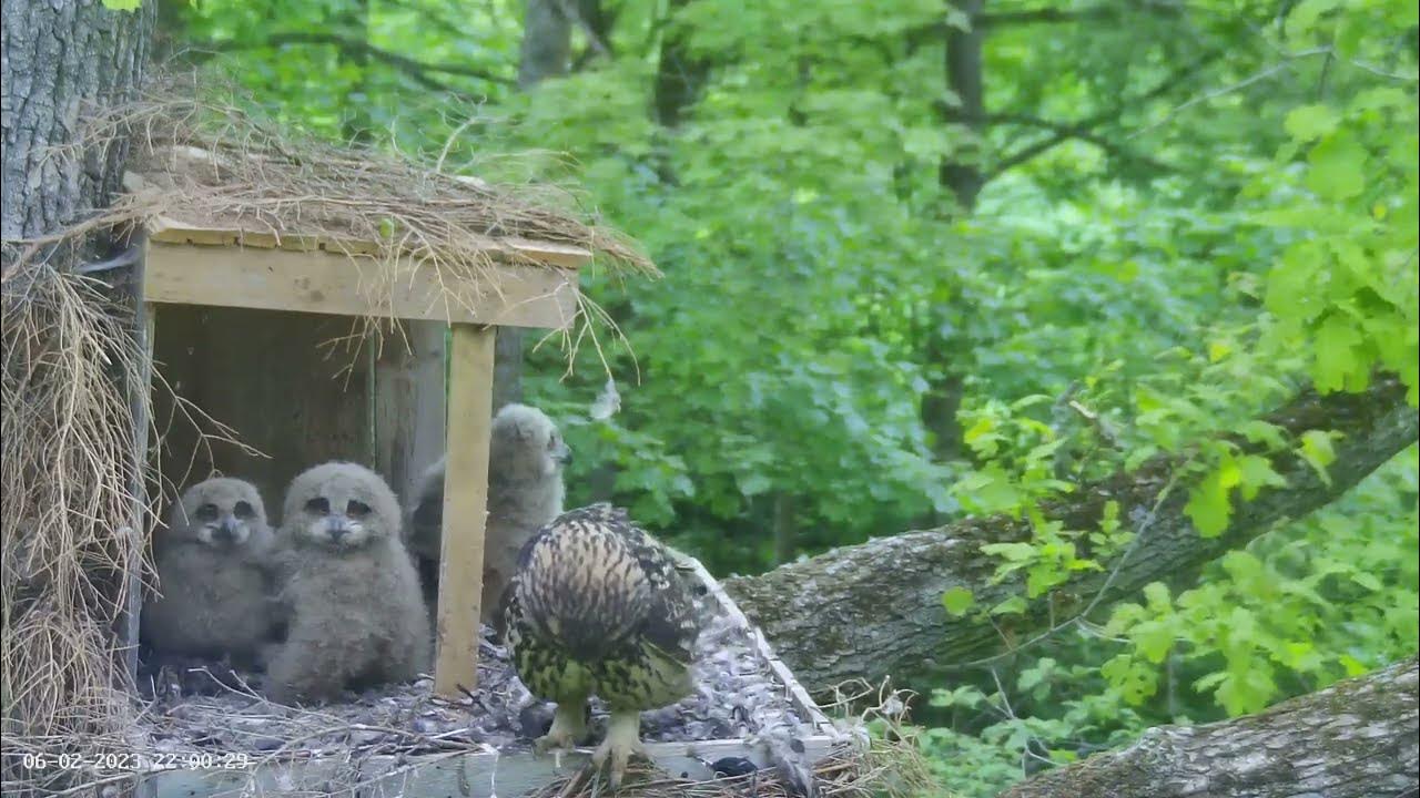 Kassikakk poegade toitmine 2023 06 02 Bubo Bubo Eagle Owl feeding of chicks YouTube
