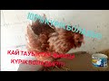 ЖАКСЫ КҮРІК БОЛАТЫН ТАУЫКТАР!!!🐔🐓🐣WhatsApp гурупа👇