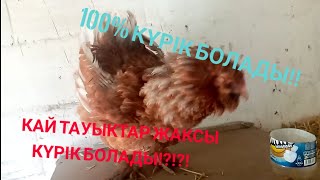 ЖАКСЫ КҮРІК БОЛАТЫН ТАУЫКТАР!!!🐔🐓🐣WhatsApp гурупа👇