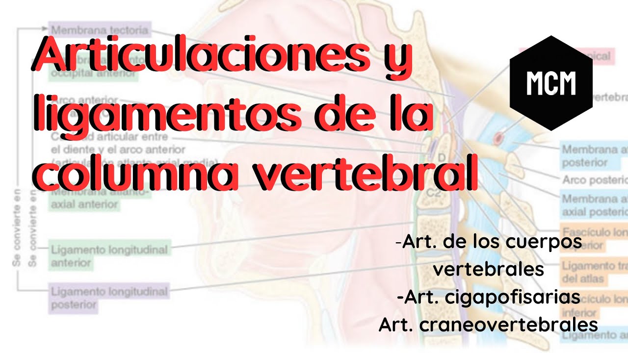 Articulaciones y ligamentos de la columna vertebral | Medicina con Moore