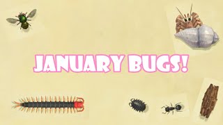 All Bugs You Can Catch In JANUARY In Animal Crossing New Horizons | Northern Hemisphere