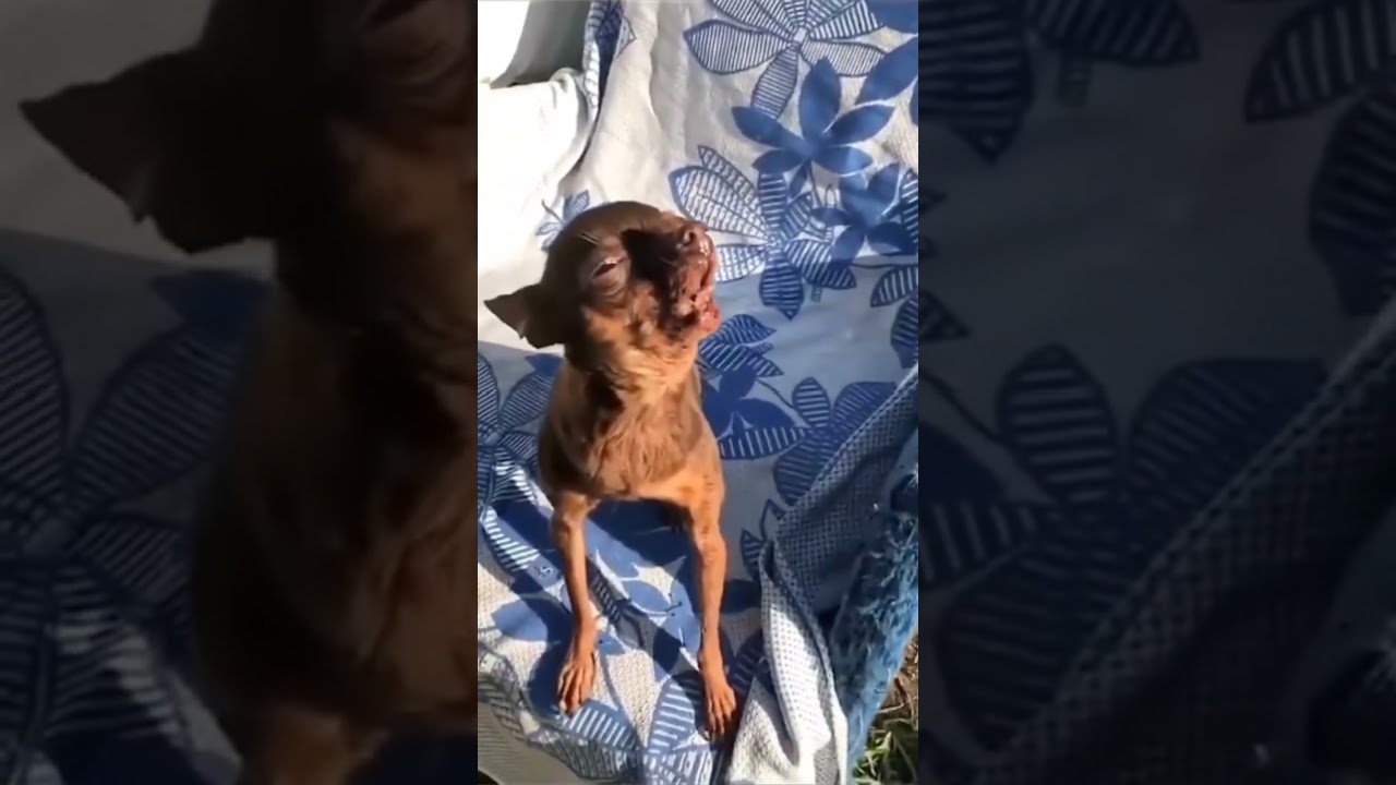 Когда солист решил взять ноту, а нота взяла его 