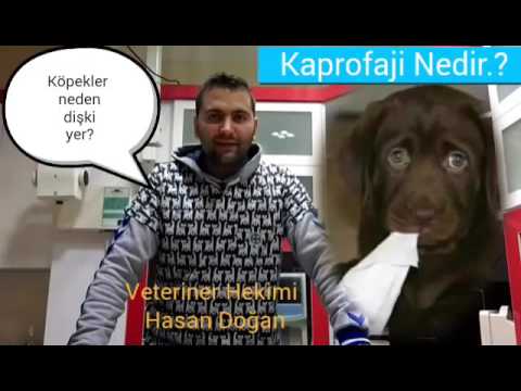 Köpekler neden dışkı yiyor?