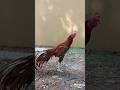 Rooster fighter