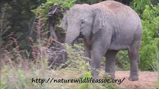 young elephant in bad mood