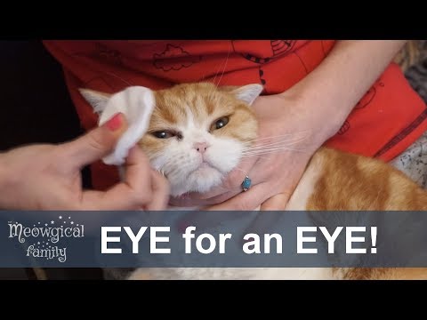 Video: How To Rinse Your Cat's Eyes